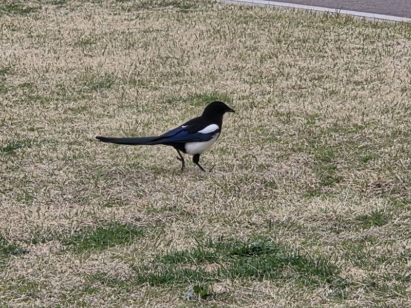 치매 아버지 일기장 이야기 속 까치 모습 반복되는 질문 장면 상징.