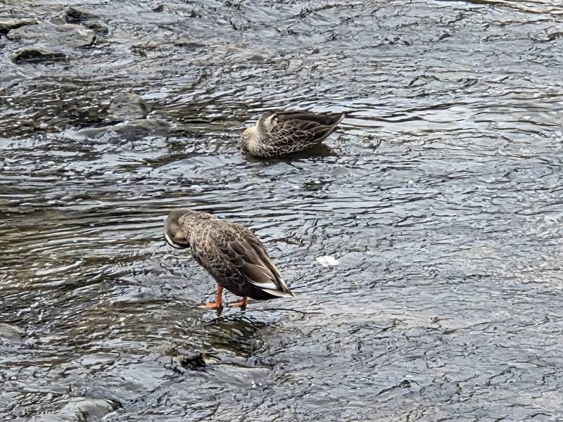 요양병원 창밖을 바라보는 쓸쓸한 노년과 치매 어머니의 외로운 모습 상징 이미지