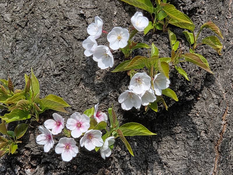 여선생과 남자 제자의 결혼식 감동 실화, 12살 나이차 사제결혼 이야기