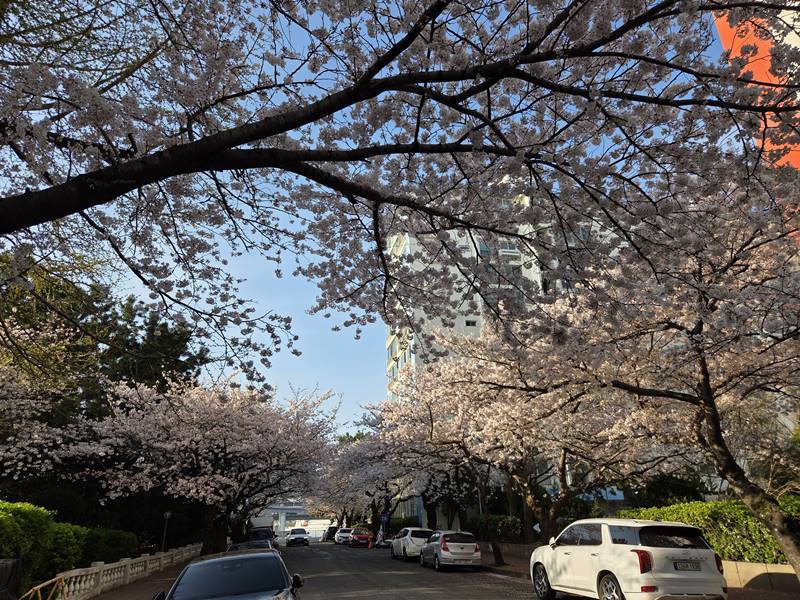 부산 남천동 벚꽃 터널 거리 풍경 차량과 함께 펼쳐진 봄 벚꽃 명소