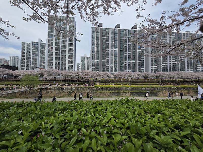 부산 온천천 벚꽃길 아파트와 함께 보이는 봄 벚꽃 명소 풍경