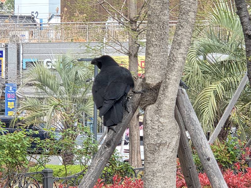 거짓말 알아보는 법 행동 심리 신호를 보여주는 까마귀 이미지