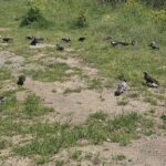 한국 도시 공원에서 먹이를 찾는 비둘기 무리 모습