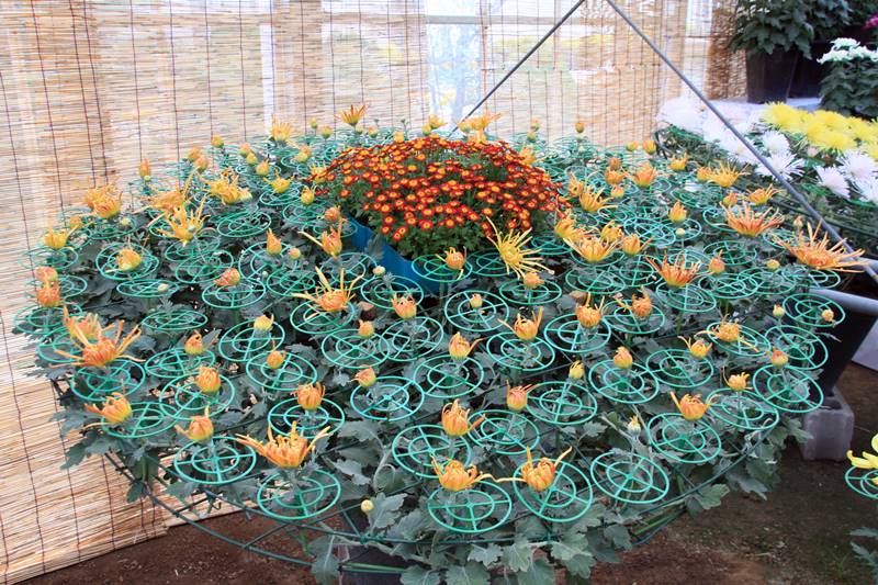 여자가 좋아하는 남자 심리와 연애 관계 패턴을 상징하는 꽃 이미지