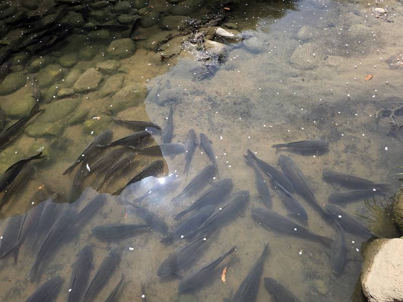 꼴불견 직장동료 유형을 비유한 물고기 무리 모습
