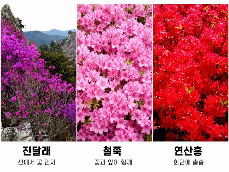 진달래와 철쭉과 연산홍의 차이를 나란히 비교한 봄꽃 구별 이미지