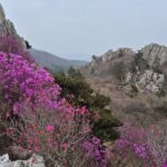 봄 산길 바위산 주변에 피어난 분홍빛 진달래꽃