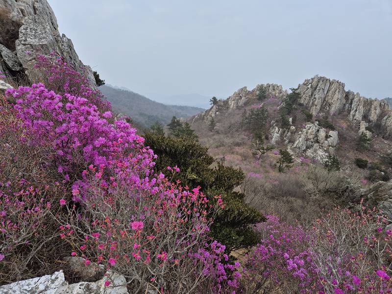 봄 산길 바위산 주변에 피어난 분홍빛 진달래꽃