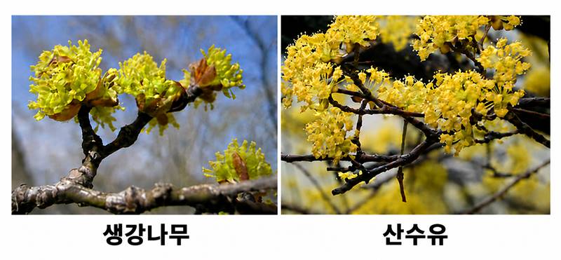 매화와 살구꽃과 벚꽃의 차이를 나란히 비교한 봄꽃 구별 이미지