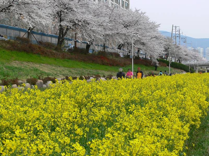 벚꽃과 노란 봄꽃이 함께 핀 풍경으로 봄꽃 구별법을 설명하는 대표 이미지